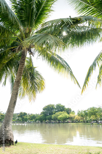 Coconut palm trees in public park- natural landscape