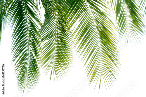 Coconut leaves isolated on white background