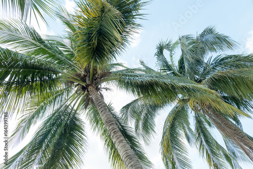 Coconut palm trees on sky background