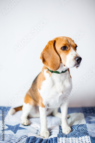 Beagle dog on white background at home sits on bed. 