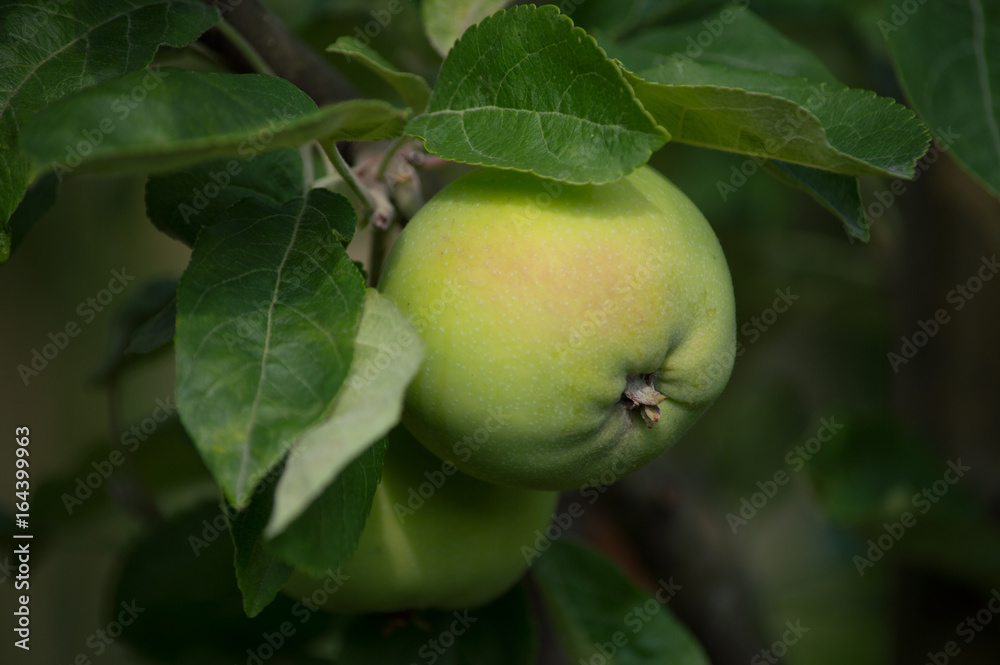 Two green apples on a tree branch in a garden Two green apples on a tree branch in a garden