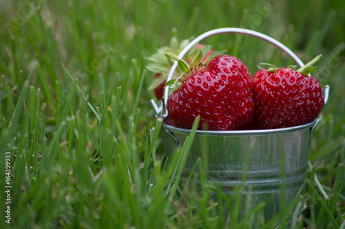 Several strawberry berries in a minimalistic iron bucket in the glade