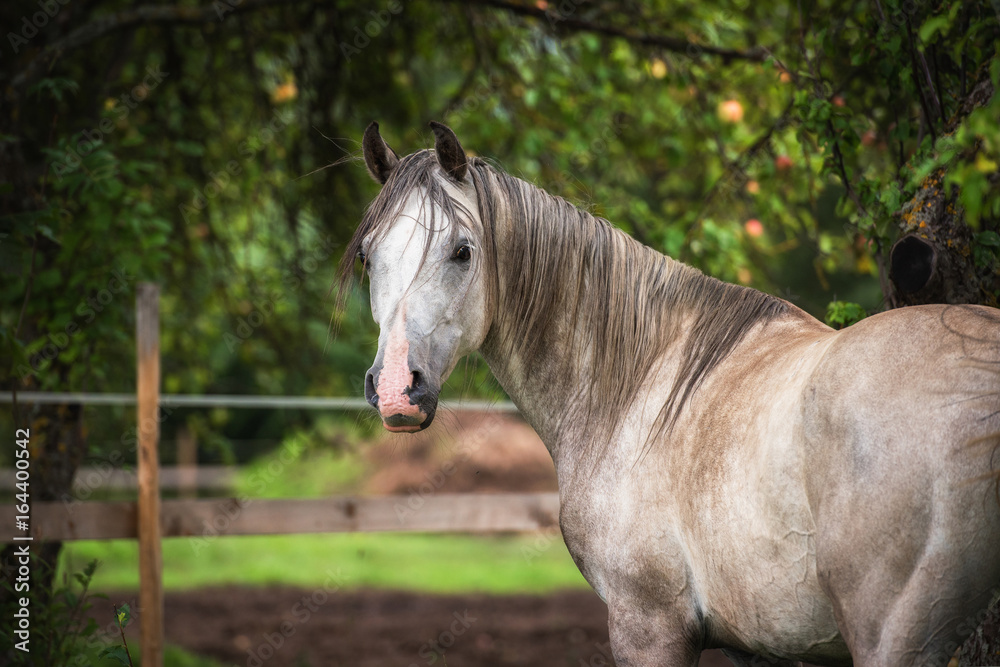 Fototapeta premium Portrait of white arabian horse