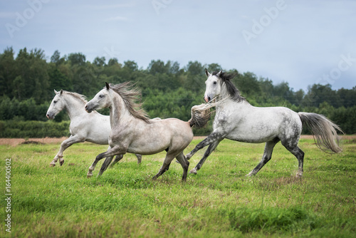 Beautiful white horses running on the pasture