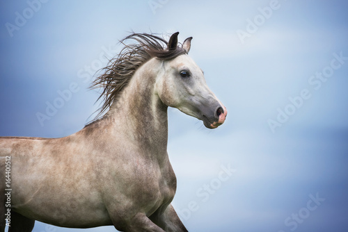 Portrait of beautiful arabian horse © Rita Kochmarjova