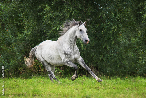 White horse running gallop