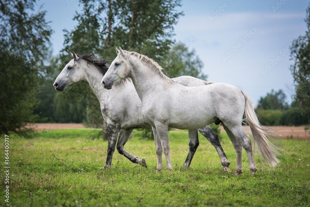 Two white horses on the pasture Two white horses on the pasture