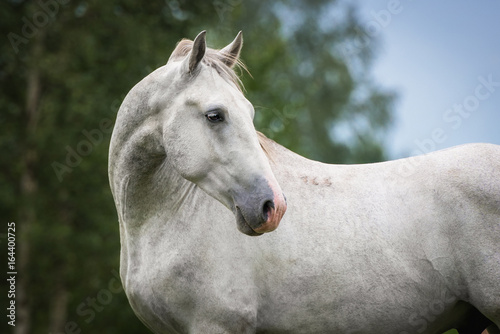 Portrait of lipizzaner horse