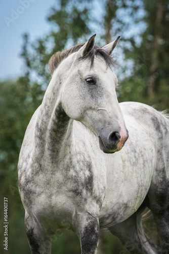 Portrait of big white horse 