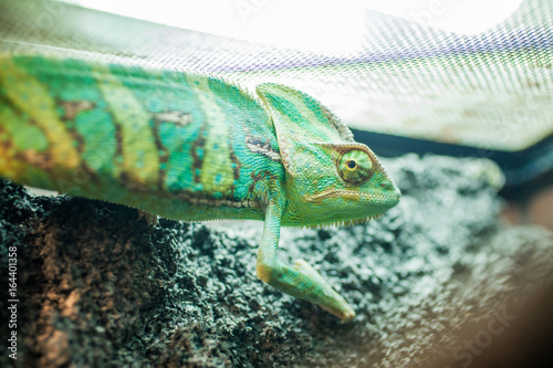 Chameleon chill out in his terarium photo