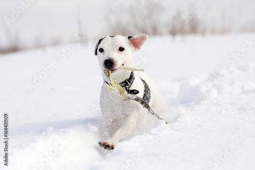 Jack Russell Runs Dog