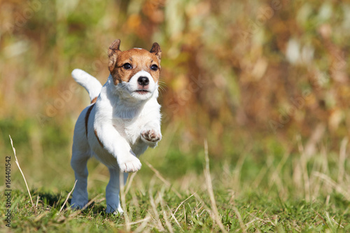 Jack Russell Runs Dog © ilya
