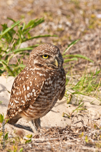 Borrowing owl standing  in front on its  dug out borrow in the ground of a tropical island