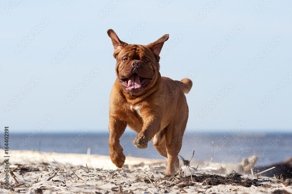 Bordeaux mastiff to the ocean Bordeaux mastiff to the ocean