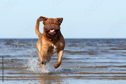 Bordeaux mastiff to the ocean