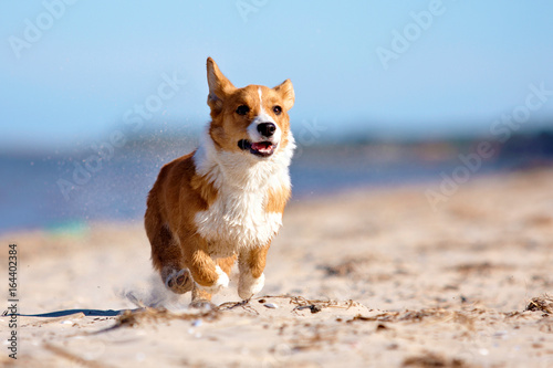 Running welsh corgi pembroke and cardigan sea, forest