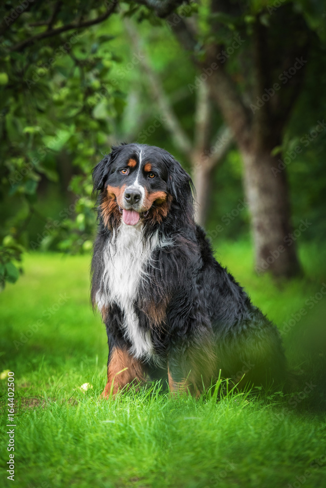 Bernese mountain dog sitting in the park