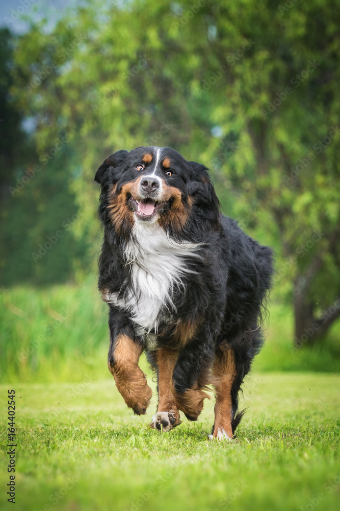 Funny bernese mountain dog running