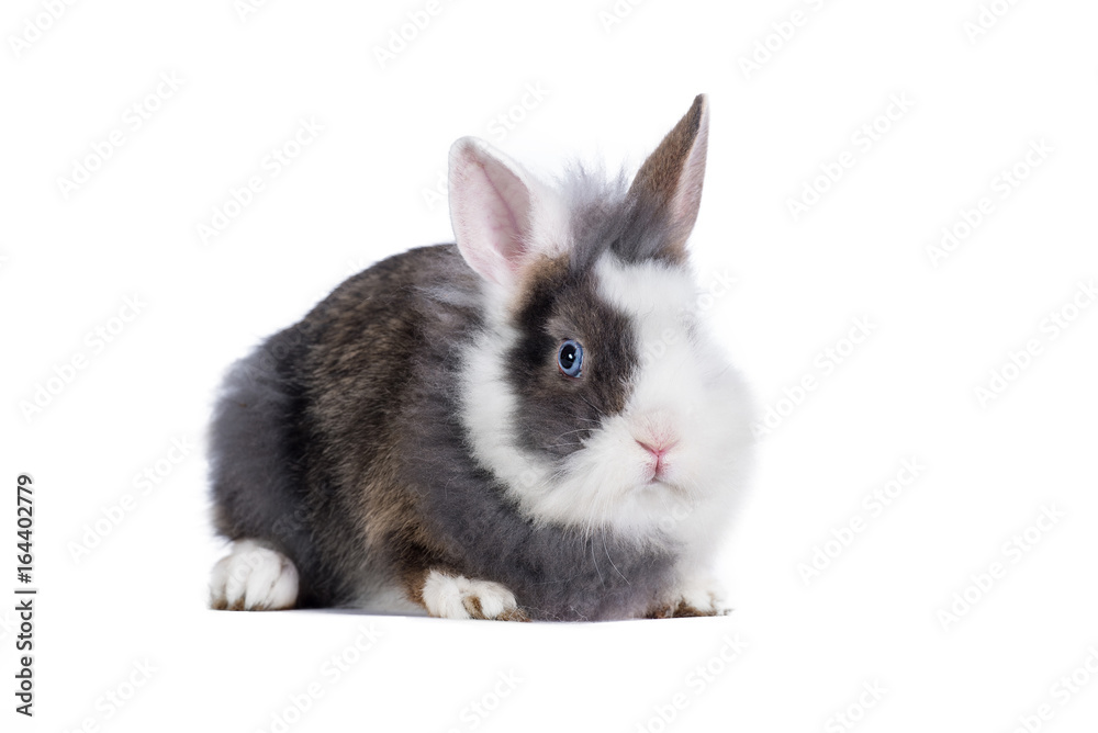 Little fluffy miniature rabbit isolated on white Little fluffy miniature rabbit isolated on white