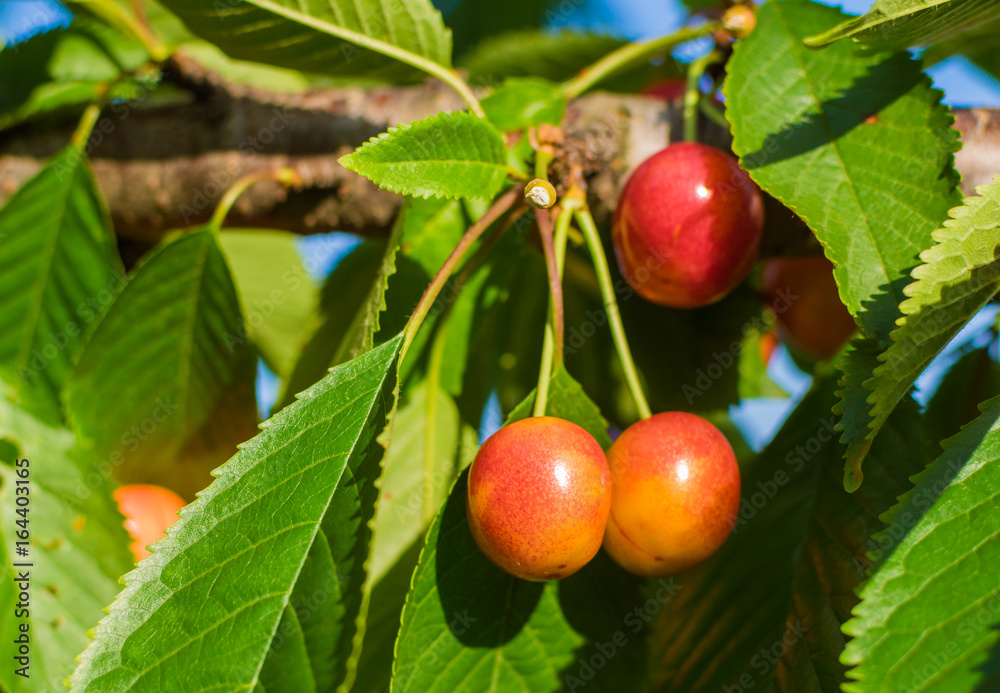Red and sweet cherries on a branch Red and sweet cherries on a branch