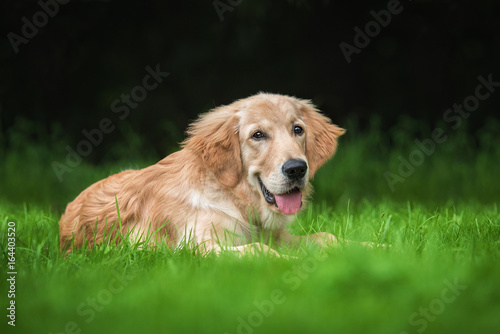 Golden retriever puppy lying on the lawn © Rita Kochmarjova