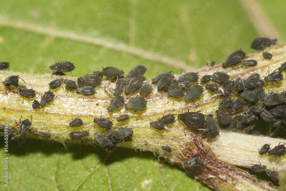 black aphid closeup