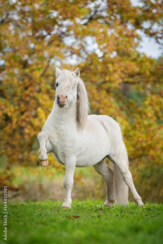 Fototapeta premium White shetland pony stallion in autumn