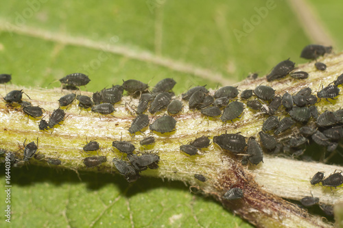 Obraz na płótnie black aphid closeup w salonie