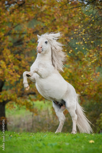 White shetland pony rearing up on its hind legs in autumn