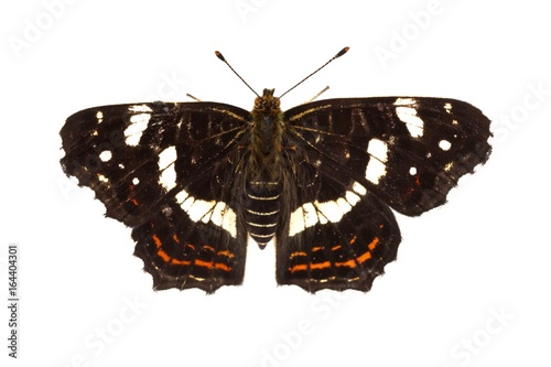 Map butterfly (Araschnia levana) on a white background