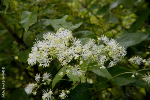 Tall Meadow Rue