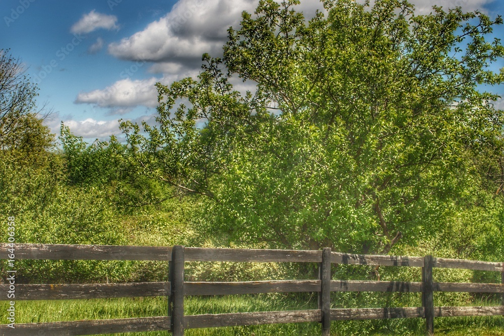 Old Wooden Fence and Tree