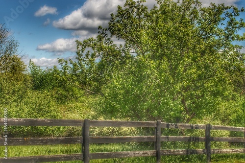 Old Wooden Fence and Tree