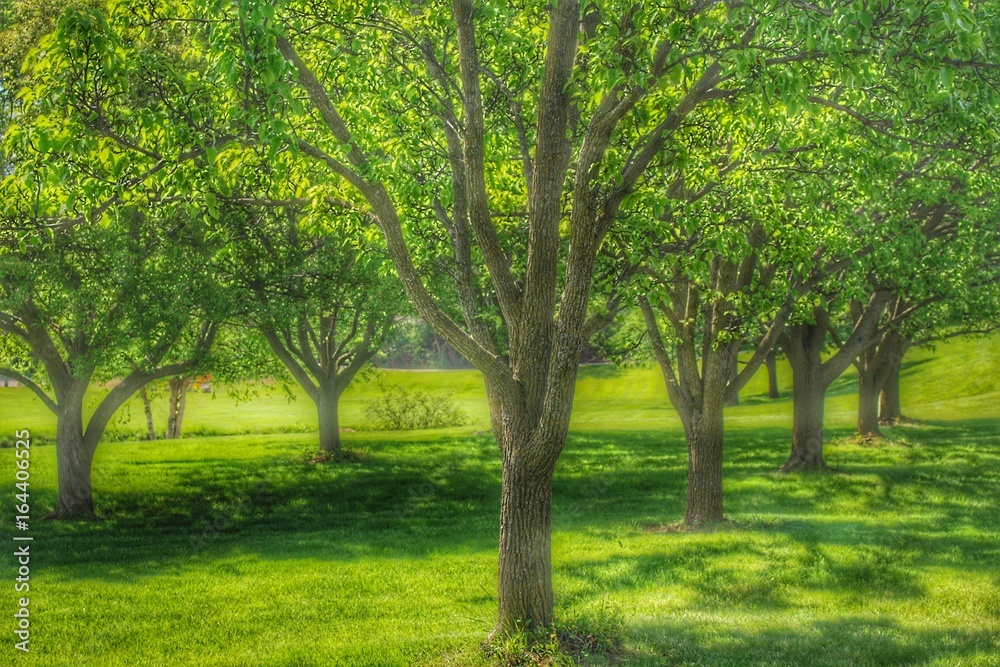 9007 - Spring Trees in Chartreuse Green (9007-TRE-051817-1101A) 9007 - Spring Trees in Chartreuse Green (9007-TRE-051817-1101A)