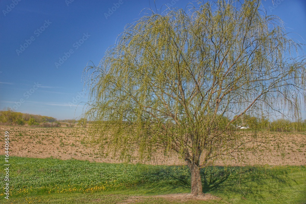 9006 - Spring Farm Willow Tree (9006-TRE-050917-0944A) 9006 - Spring Farm Willow Tree (9006-TRE-050917-0944A)