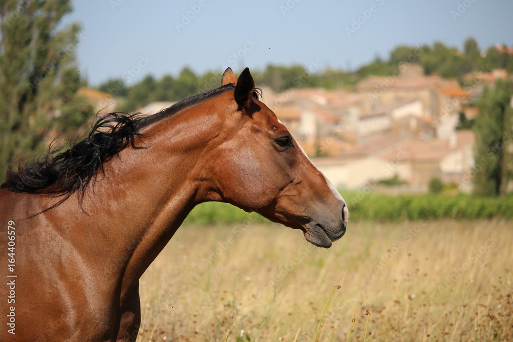 cheval de profil élégant et raffiné cheval de profil élégant et raffiné