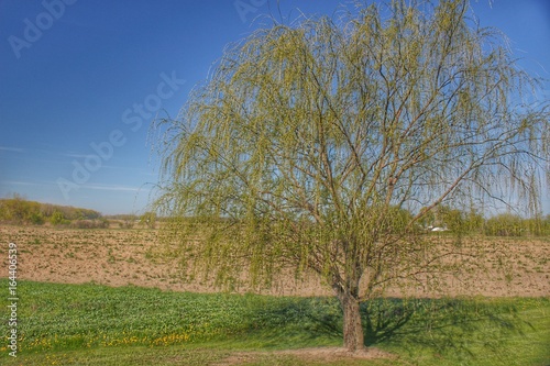 9006 - Spring Farm Willow Tree (9006-TRE-050917-0944A)