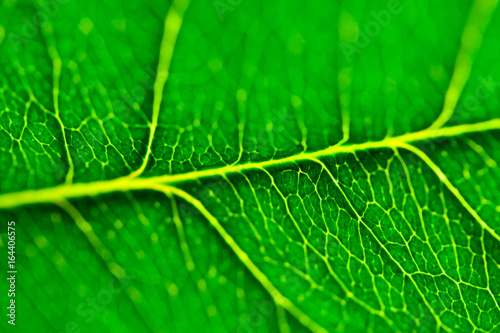 Leaf of a rose. Macro, green leaf texture