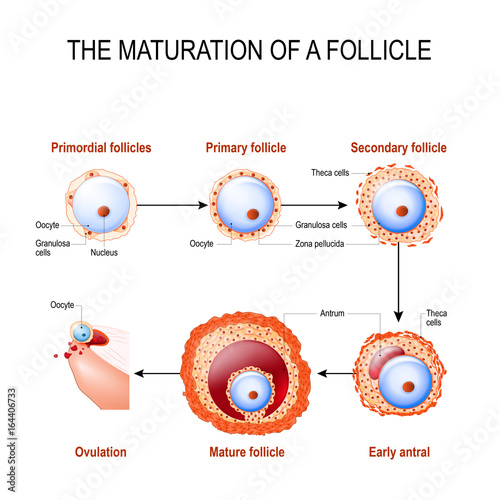 maturation of a follicle