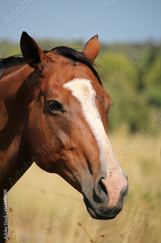 beau cheval brun avec tache blanche