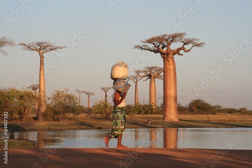 Fotobehang Allée des baobabs