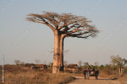 Route et baobab
