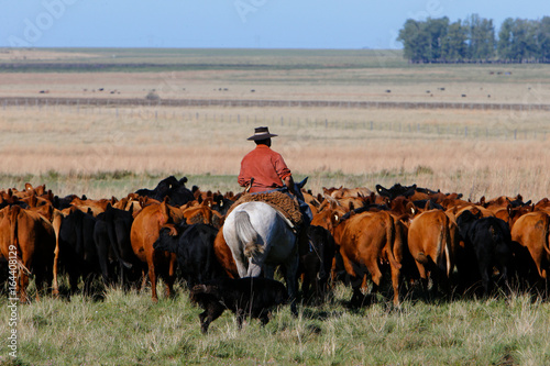 Fazenda de gado no RS