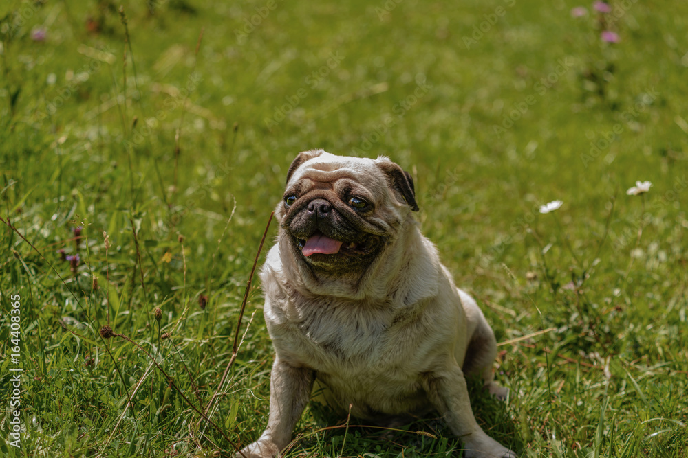 Pug Dog