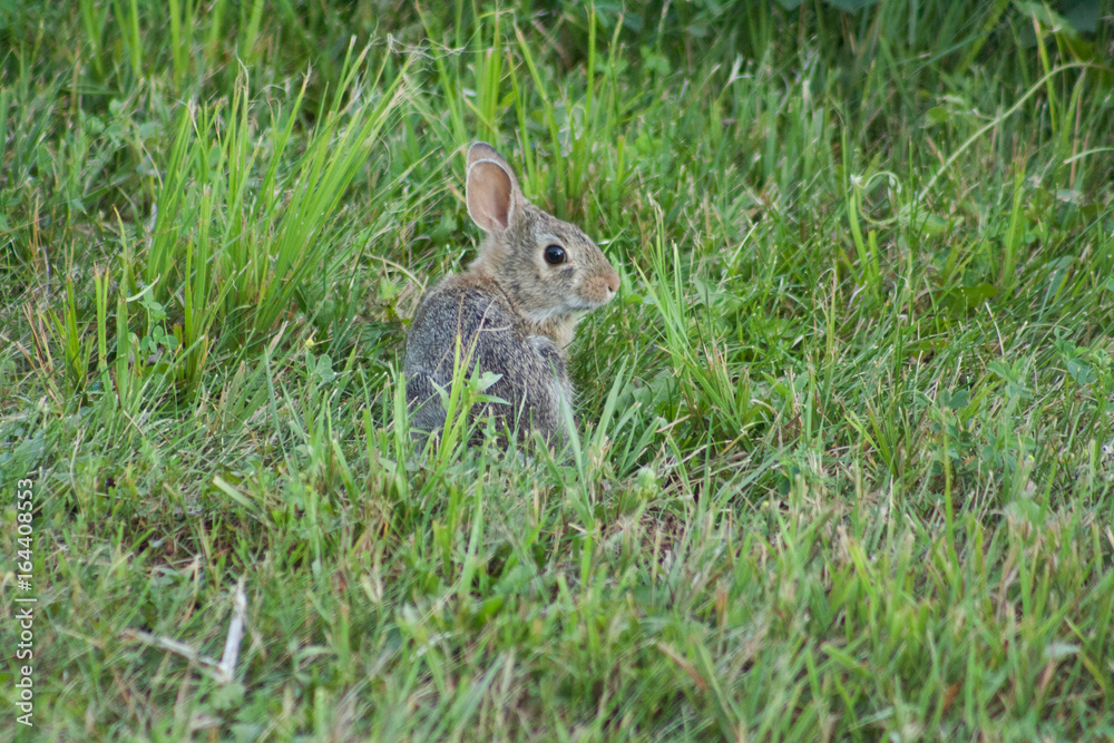 Fototapeta premium Bunny