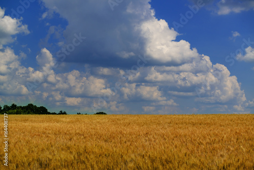 Field of wheat landscape