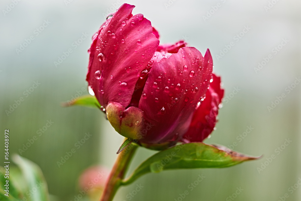 Red peony flower after rain/Raindrops are visible on the red peony bud. Marco, Nature, flowers, Russia, Moscow region, Shatura Red peony flower after rain/Raindrops are visible on the red peony bud. Marco, Nature, flowers, Russia, Moscow region, Shatura