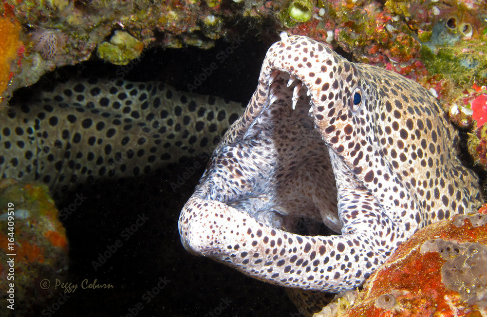 Fototapeta premium Giant Black Spotted Moray Eel in Ambon Indonesia
