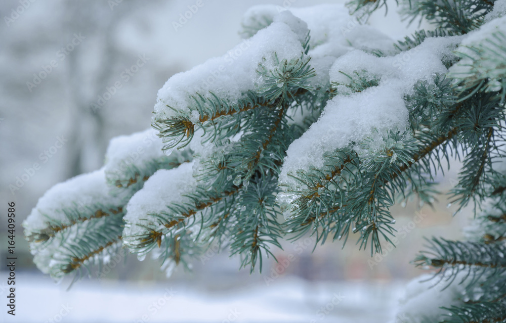 The branch of a coniferous tree is covered with frost The branch of a coniferous tree is covered with frost