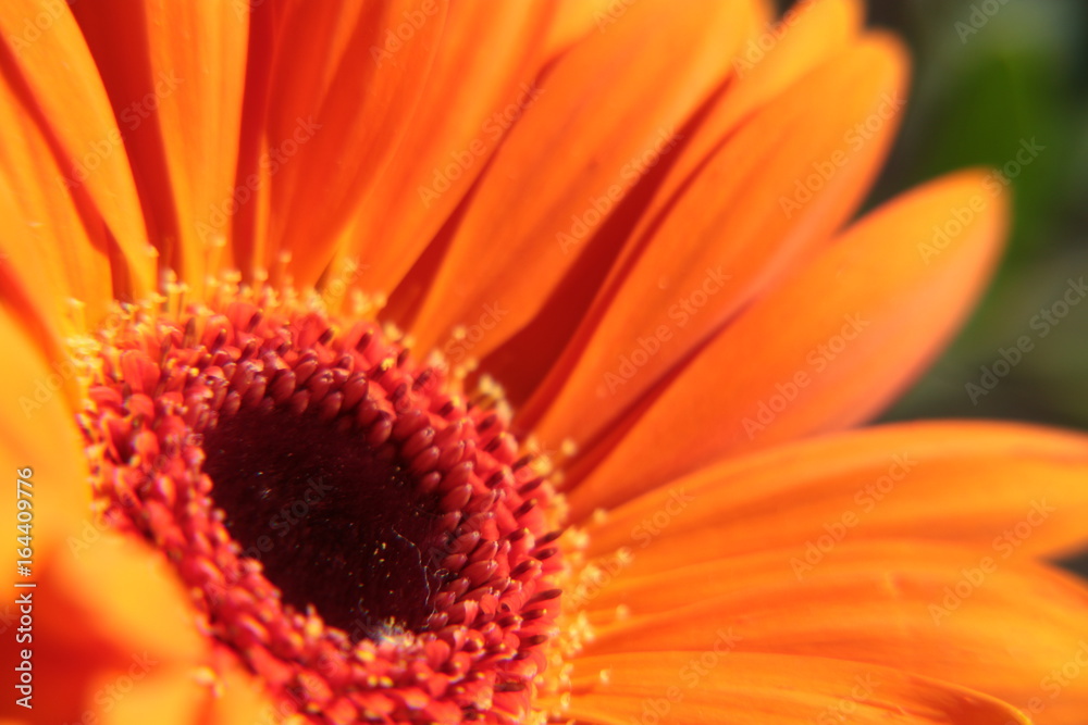 Water Drops on Gerbera Flower Water Drops on Gerbera Flower